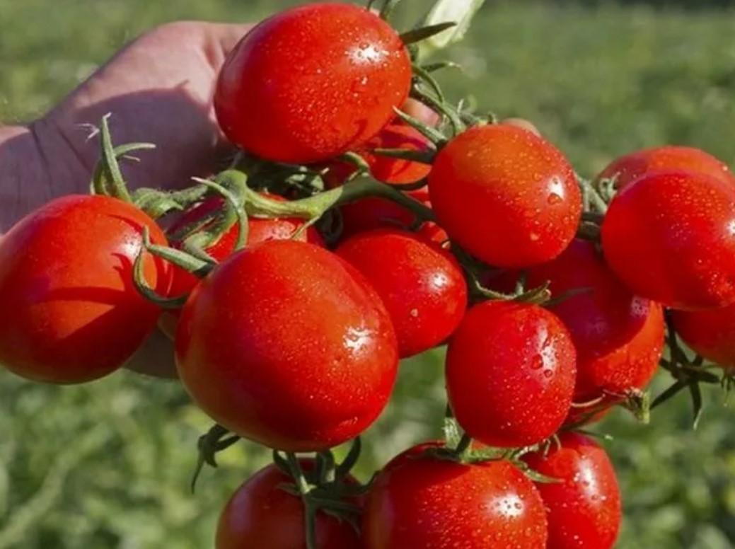 Спелые плоды томата Земляк