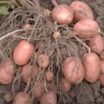 Сорт Гарантия на кусте