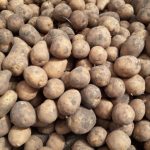 Урожай картофеля Криница