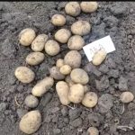 Картофель Лад на огороде