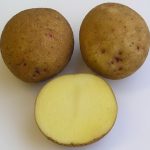 Сорт картофеля Маг в разрезе