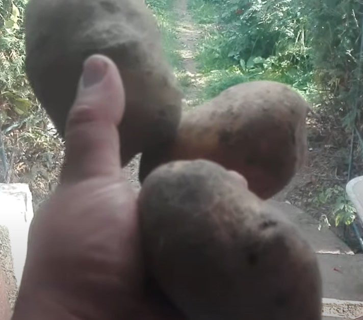 Крупная картошка сорта Нара