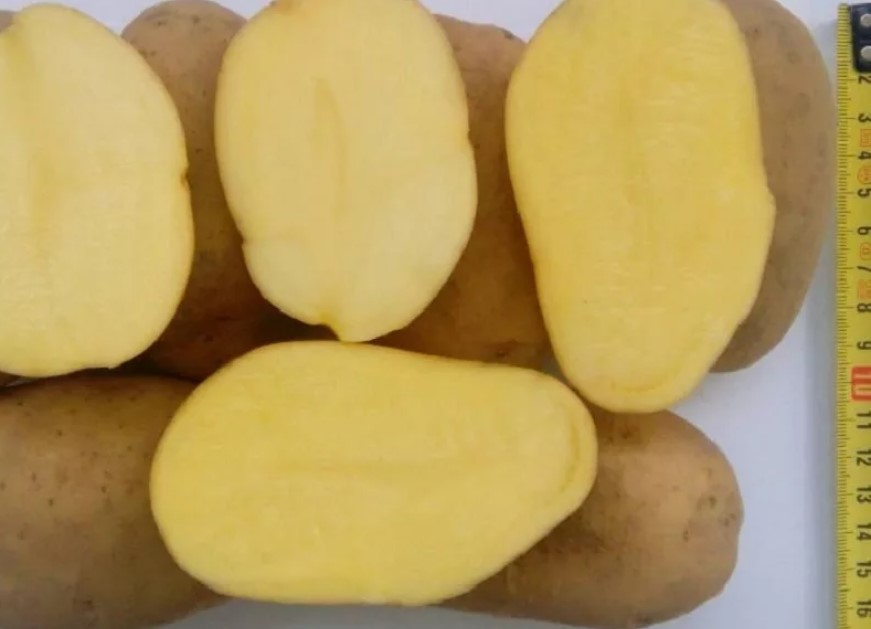 Клубни картофеля сорта Рагнеда в разрезе