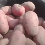 Картофель сорта Рубин