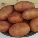 Сорт Вектар