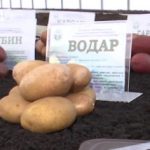 Сорт картофеля Водар