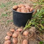 Урожай картофеля сорта Здабыток