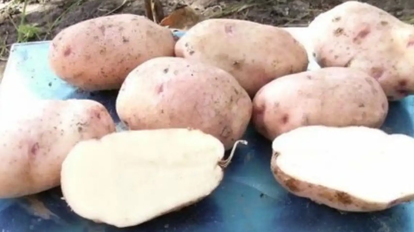 Картофель сорта Здабыток в разрезе