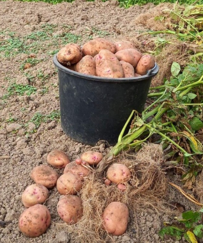 Урожай картофеля сорта Здабыток