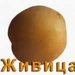 Клубень картофеля сорта Живица