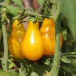 Три плодика томата Медовая капля