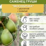 Груша сорта Москвичка