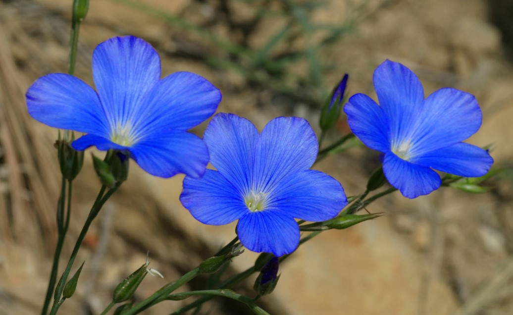 Темно-синие цветы многолетнего льна