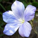 Небесно-голубые цветы