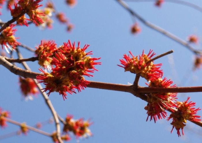 Клен: описание, 14 видов, фото, 54 сорта, посадка, польза, отзывы