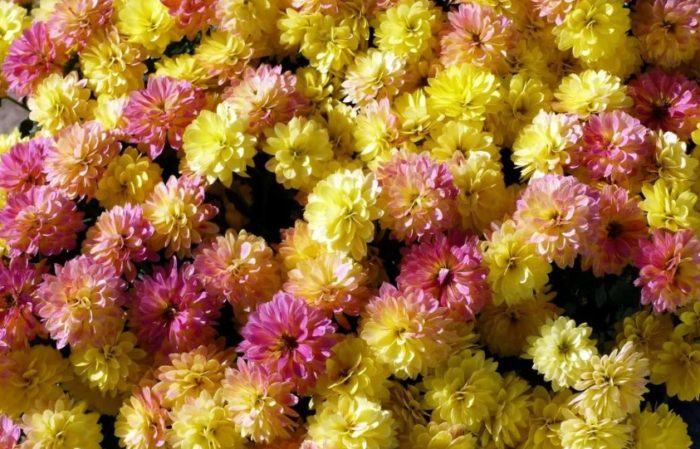 Популярные сорта хризантем кустовых