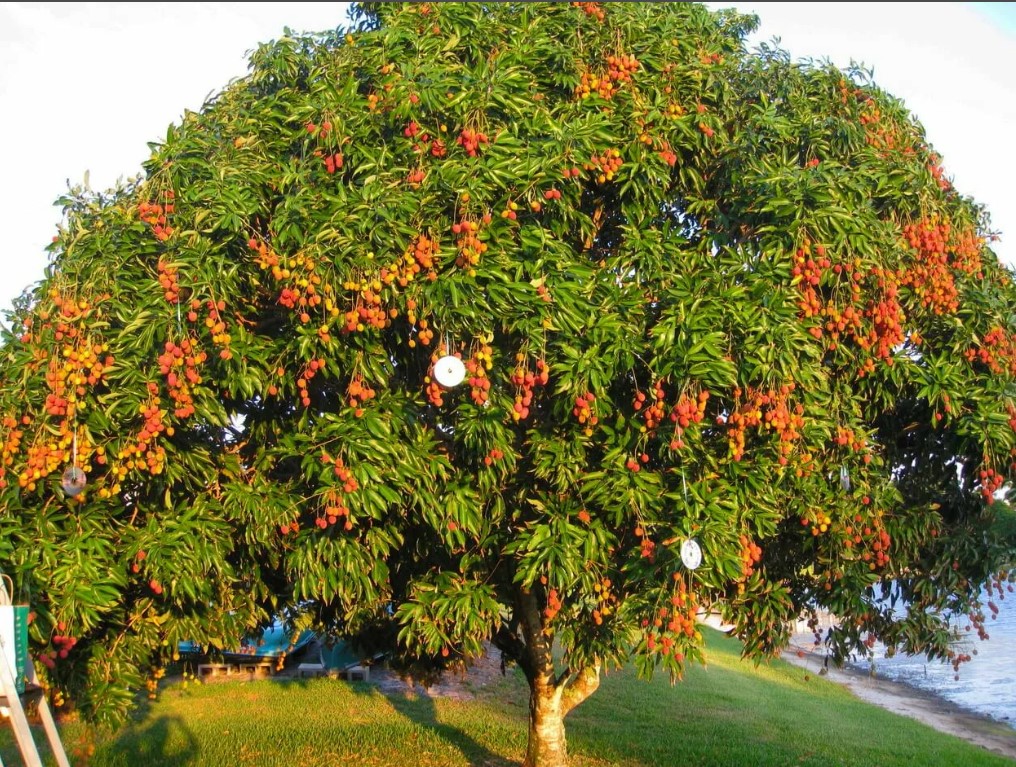 Какие есть экзотические ели. Личи дерево. Китайские личи дерево. Личи плодовое дерево. Личи ягода дерево.