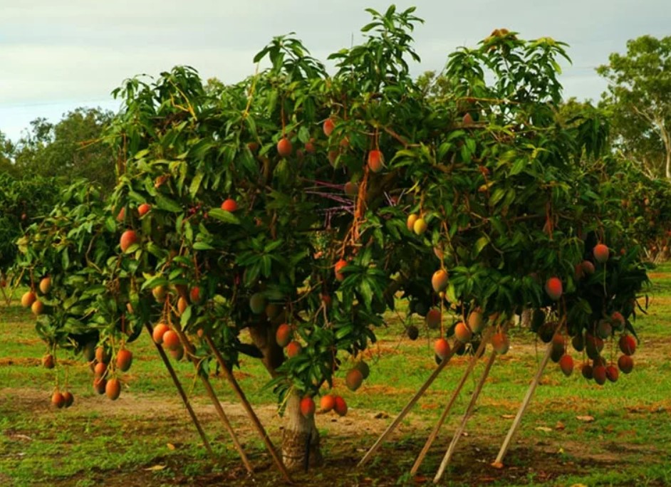 Манго фрукт дерево. Дерево королевского манго. Дерево манго Тайланд. Манго индийское растение. Фруктовый куда