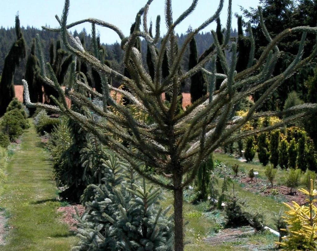 Ель энгельмана снейк. Sannantha virgata.