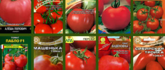 Сорта помидоров для Подмосковья
